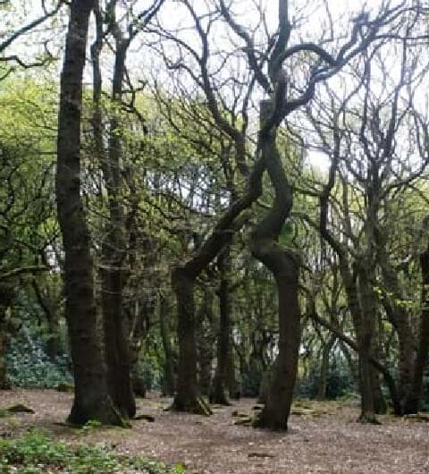 Ireland Wood