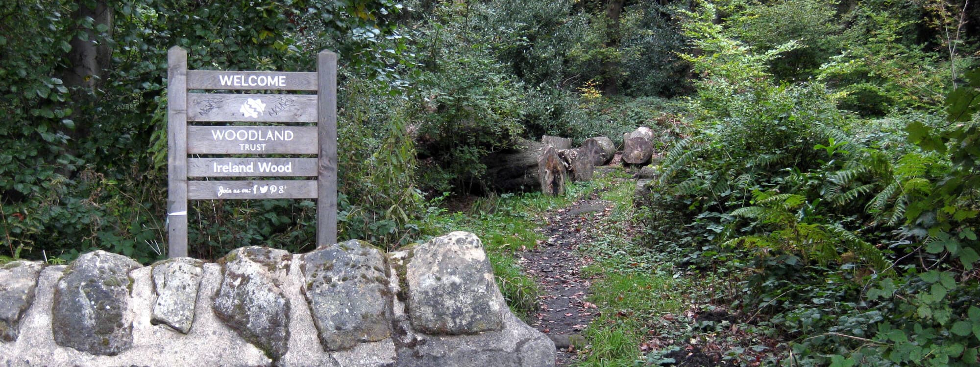 Ireland Wood