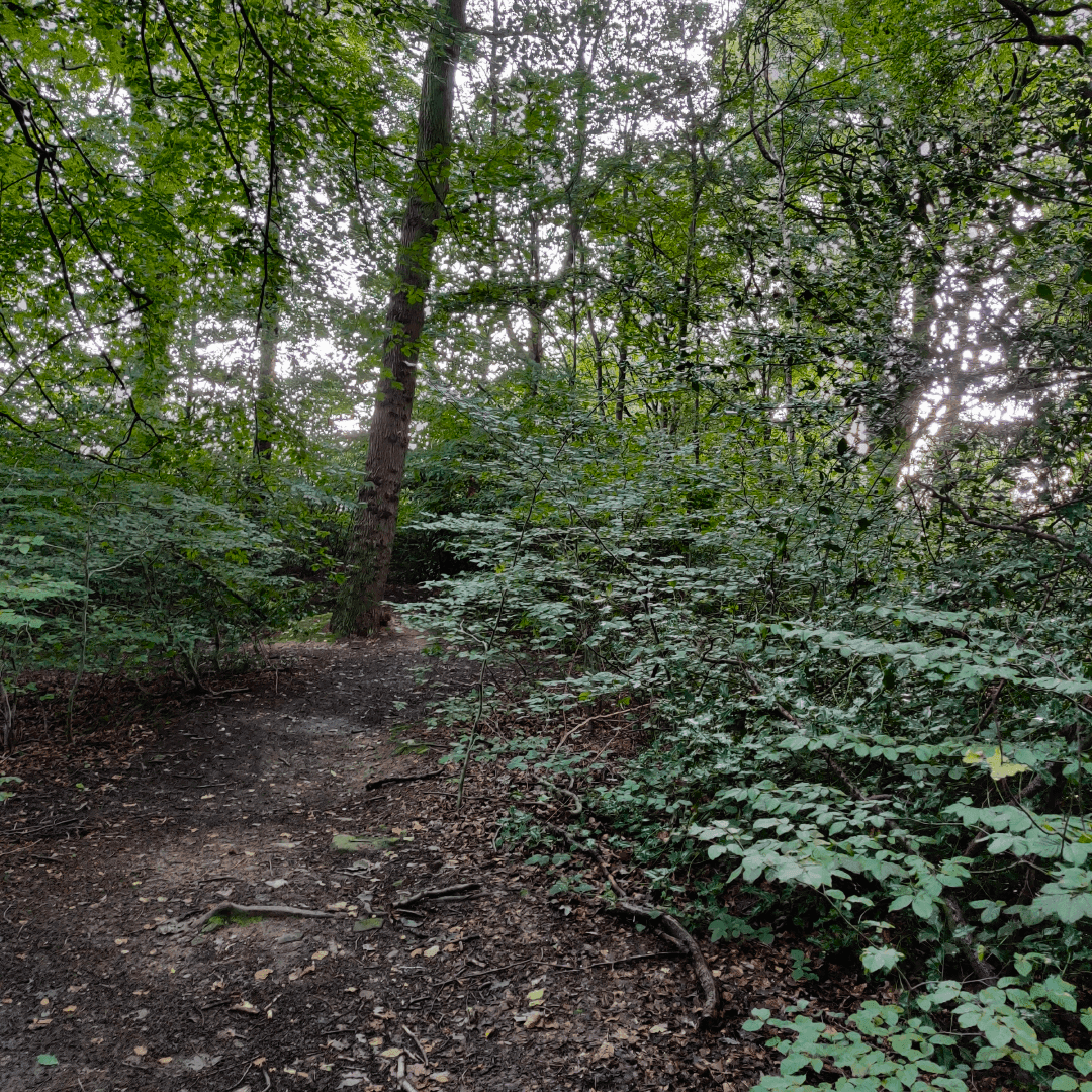 Ridge Plantation Meanwood