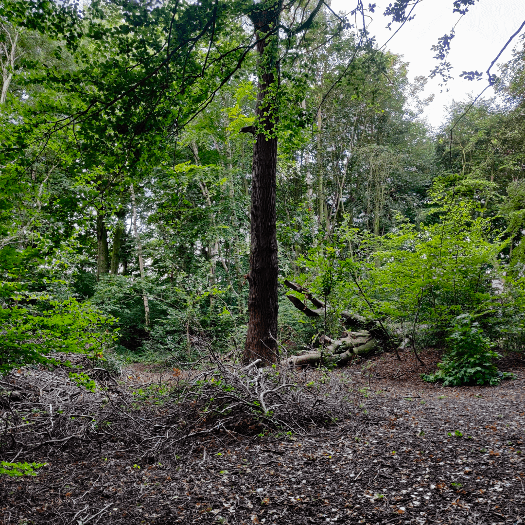 Ridge Plantation Meanwood