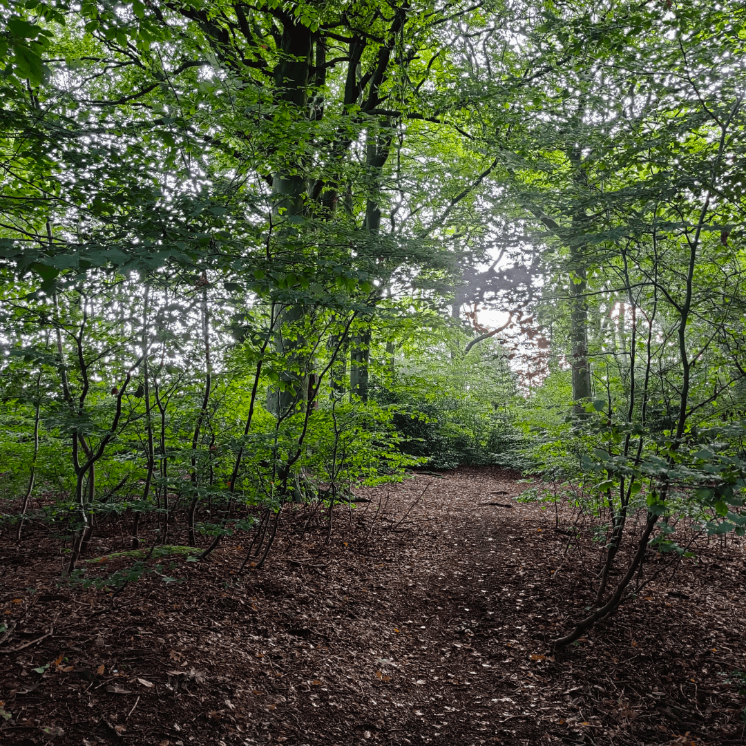 Ridge Plantation Meanwood