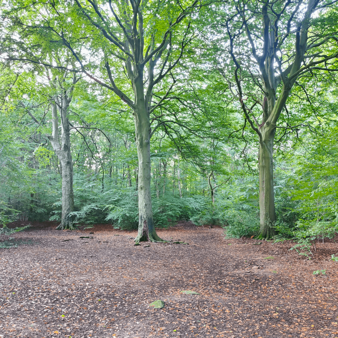 Ridge Plantation Meanwood