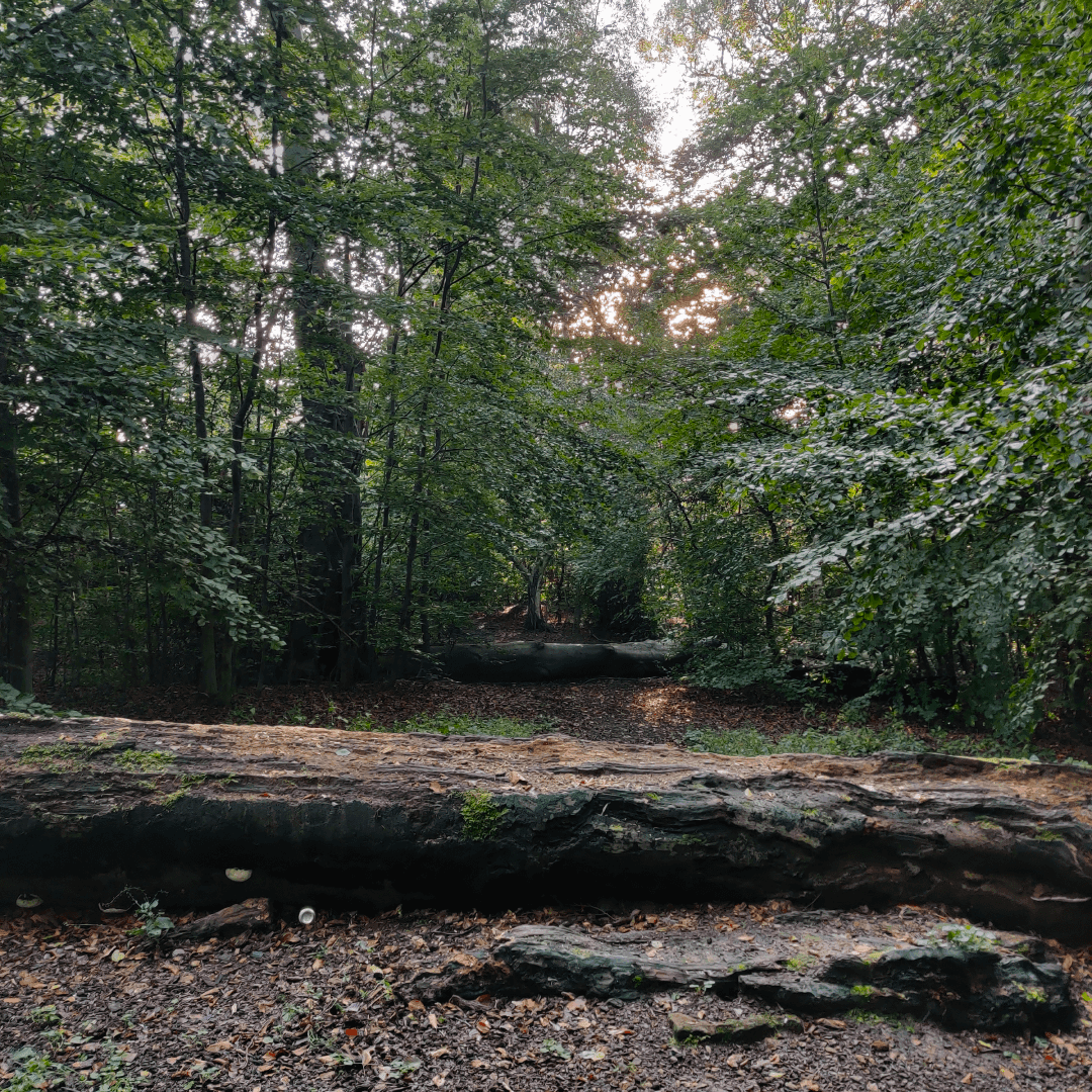 Ridge Plantation Meanwood