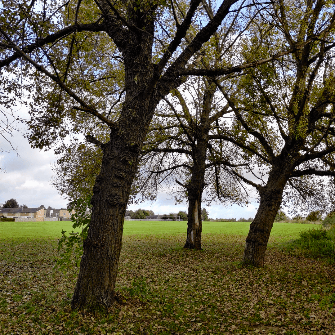 Osmondthorpe Lane Playing Fields