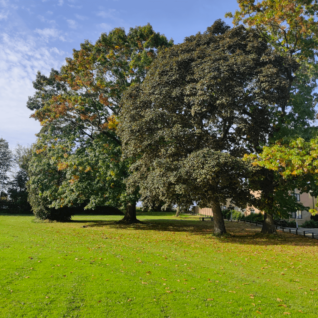 Parklands Fields