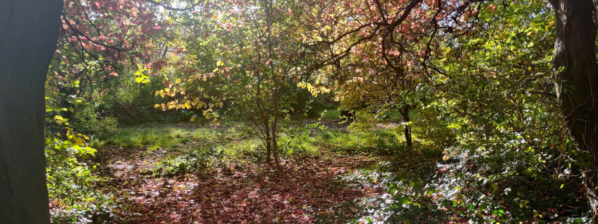 Victoria Park Grove Pocket Park
