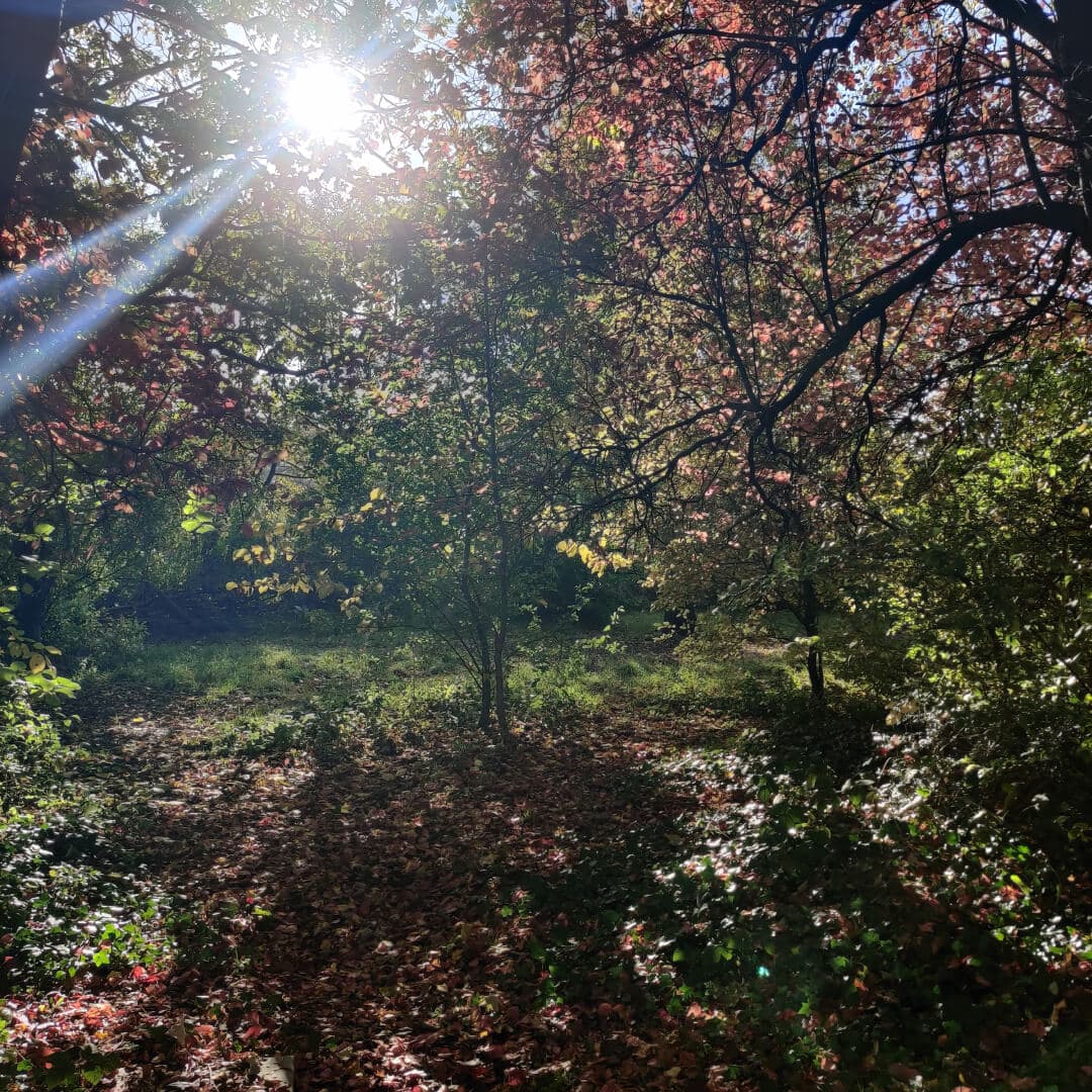 Victoria Park Grove Pocket Park