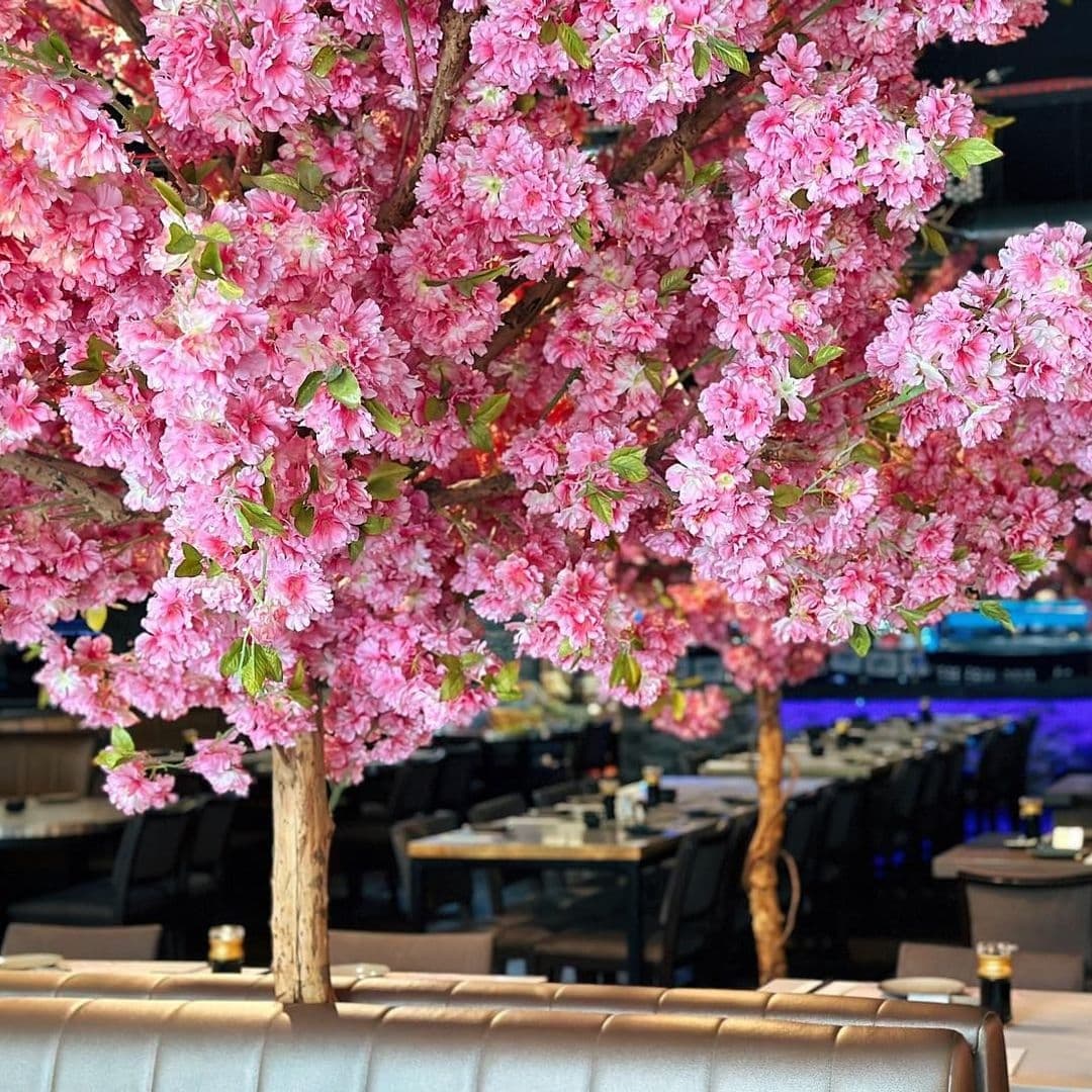 Vibrant pink cherry blossoms at Blue Sakura, with a cozy dining area in the background.