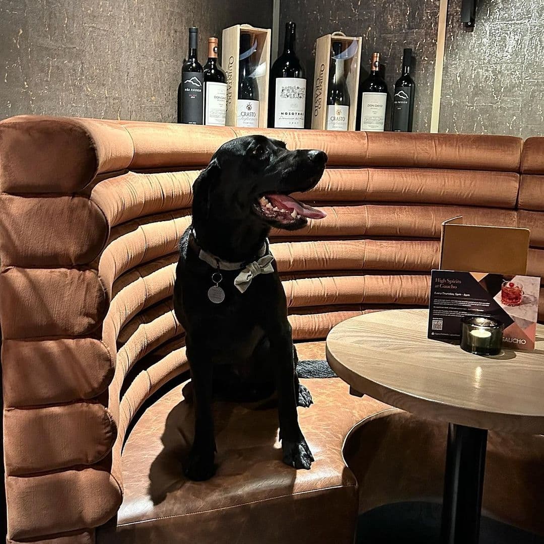 Black dog sitting on a plush, curved, velvet sofa with wine bottles displayed in the background at Gaucho.