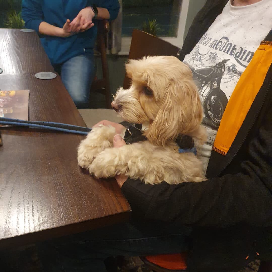 Two Pointers Dog friendly