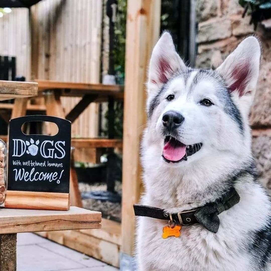 A friendly husky dog in front of a "Dogs with well-behaved humans Welcome!" sign at The Malt Brewhouse.