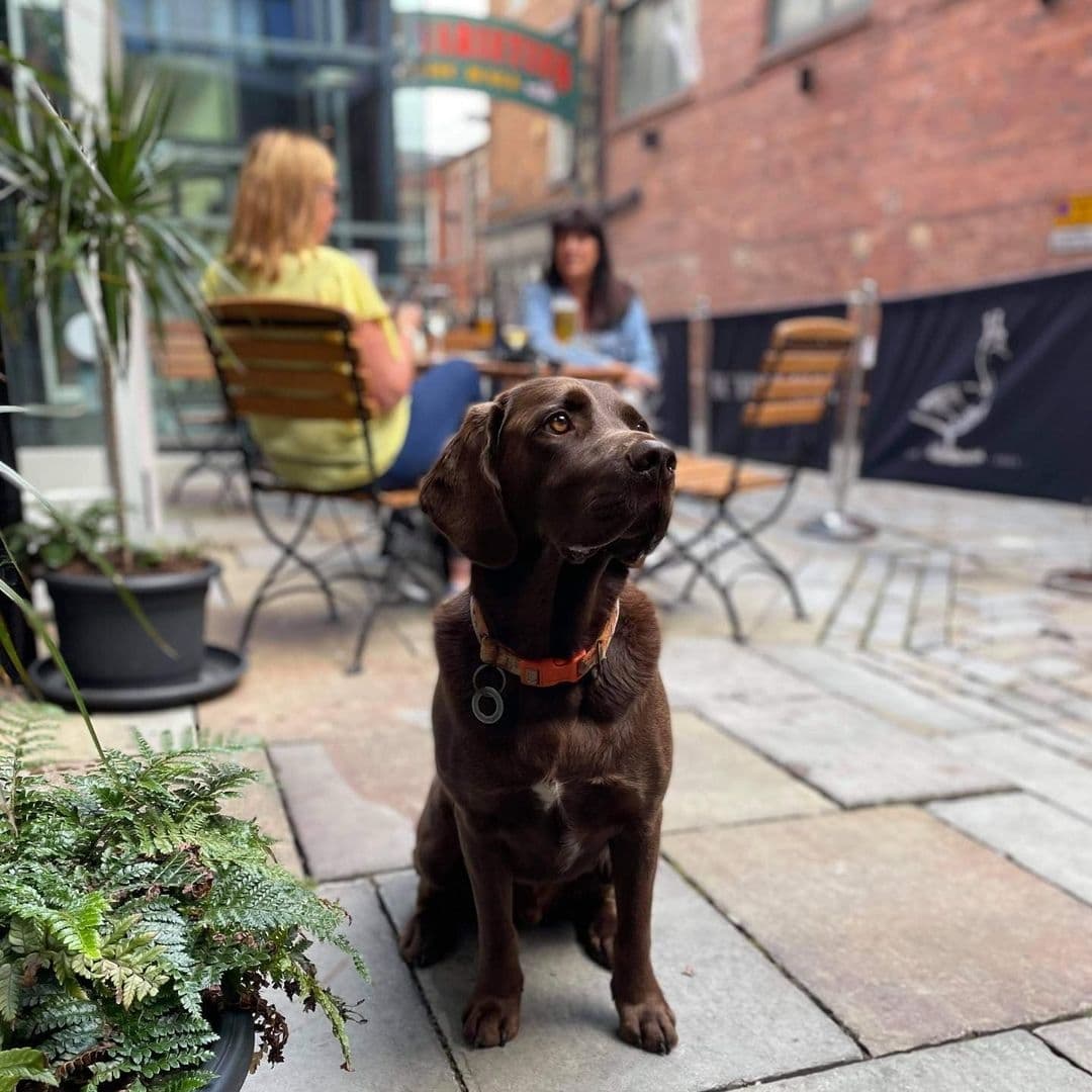 "Chocolate brown dog sitting on a cobblestone patio at The White Swan with people dining in the background."