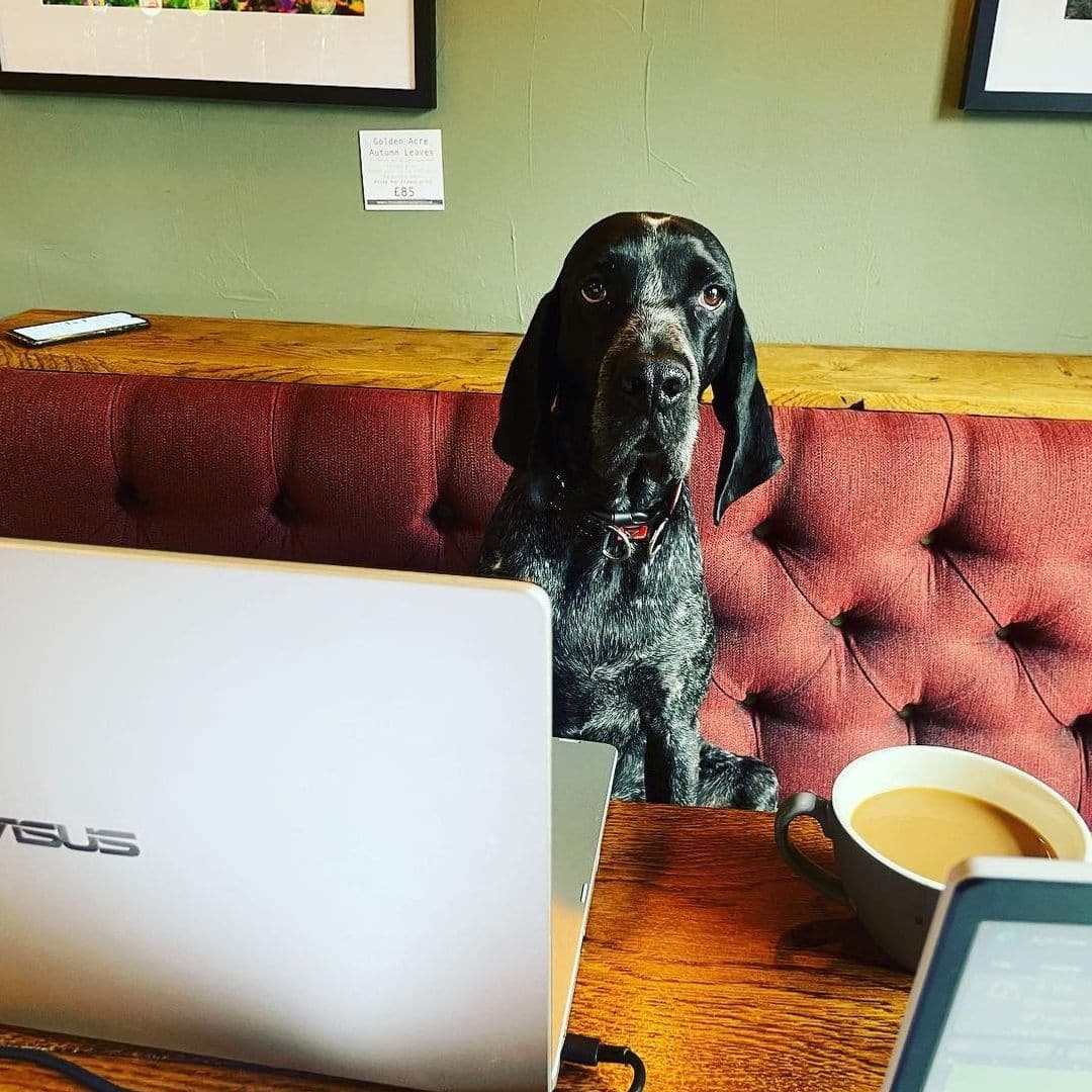 A black dog sitting behind a laptop on a wooden table at The Old Kings Arms, with a cup of coffee on the side and a cozy red cushioned bench in the background.