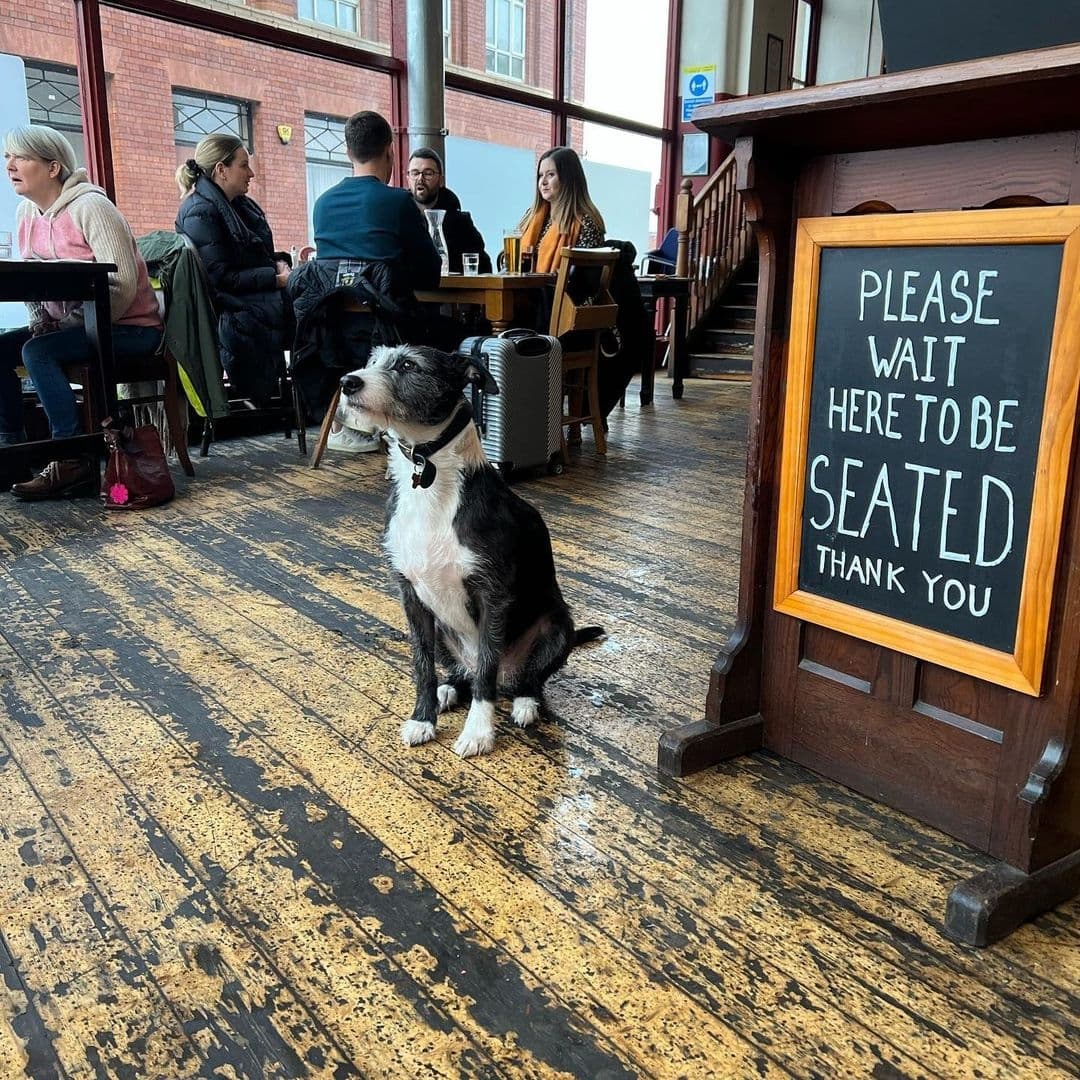 "Dog waiting patiently next to a 'Please Wait Here To Be Seated' sign at Three's A Crowd restaurant, with patrons dining in the background."