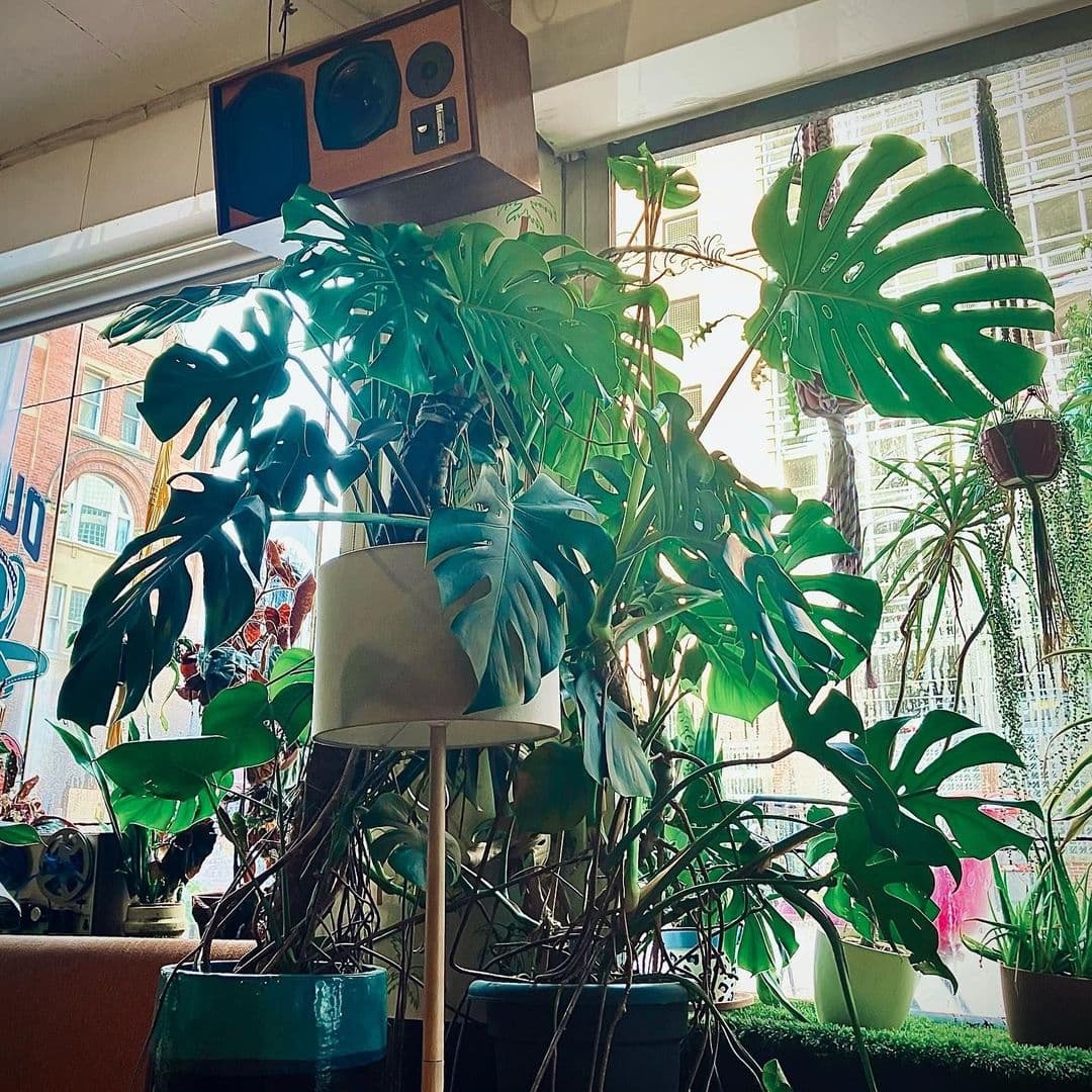 Indoor view of Outlaws Yacht Club featuring lush green potted plants with large monstera leaves, creating a tranquil and inviting atmosphere.