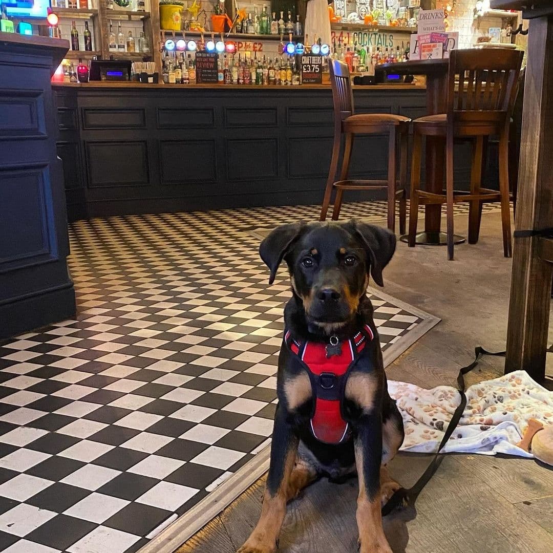 A friendly dog wearing a red harness sitting on a black and white checkered floor inside Hyde Park Pub, with a well-stocked bar and wooden chairs in the background.