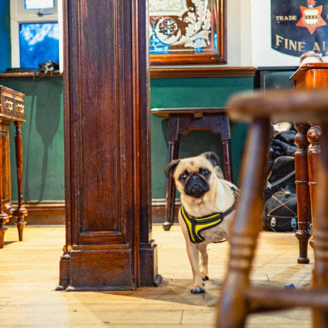 Kirkstall Bridge Dog Friendly
