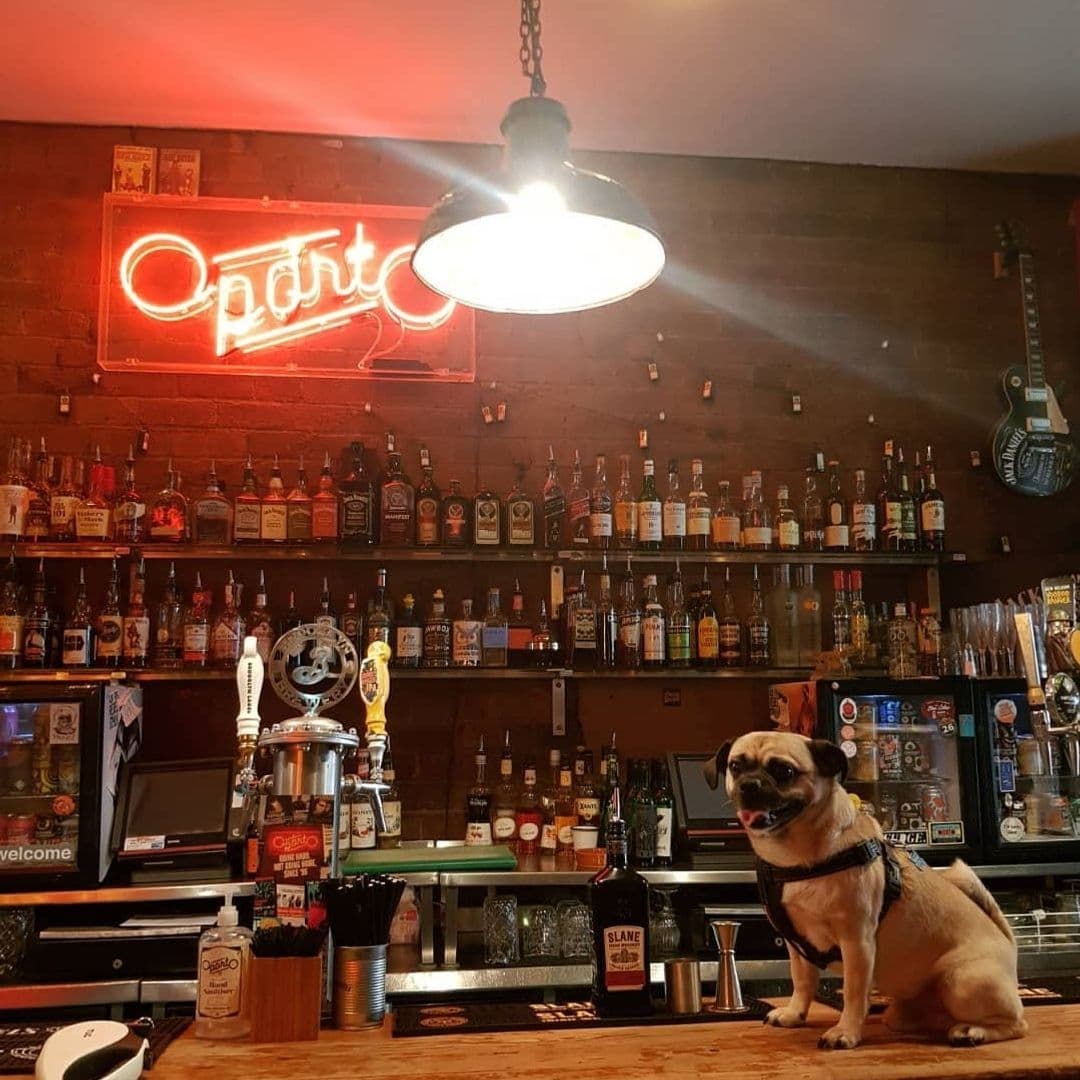 "Cozy bar atmosphere in Oporto with a friendly dog sitting on the counter, illuminated by warm lighting and surrounded by an array of spirits and beer taps, with a neon sign and guitar decoration on the brick wall."