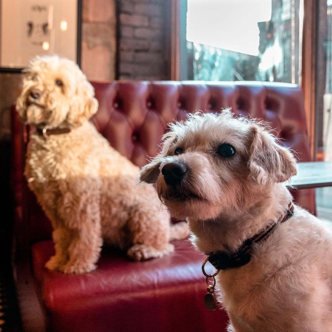 Two friendly dogs on a red leather couch at Roland's, one looking away and the other gazing towards the camera with a soft expression.