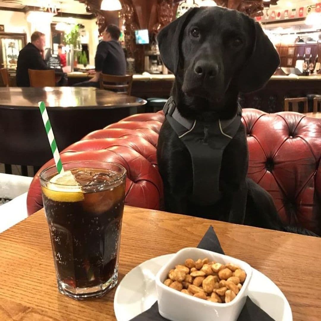 A black dog sitting on a red leather couch at The New Conservatory, with a glass of soda with a lemon slice and a striped straw, and a bowl of nuts on the table in the foreground. The bar area with patrons is visible in the background.