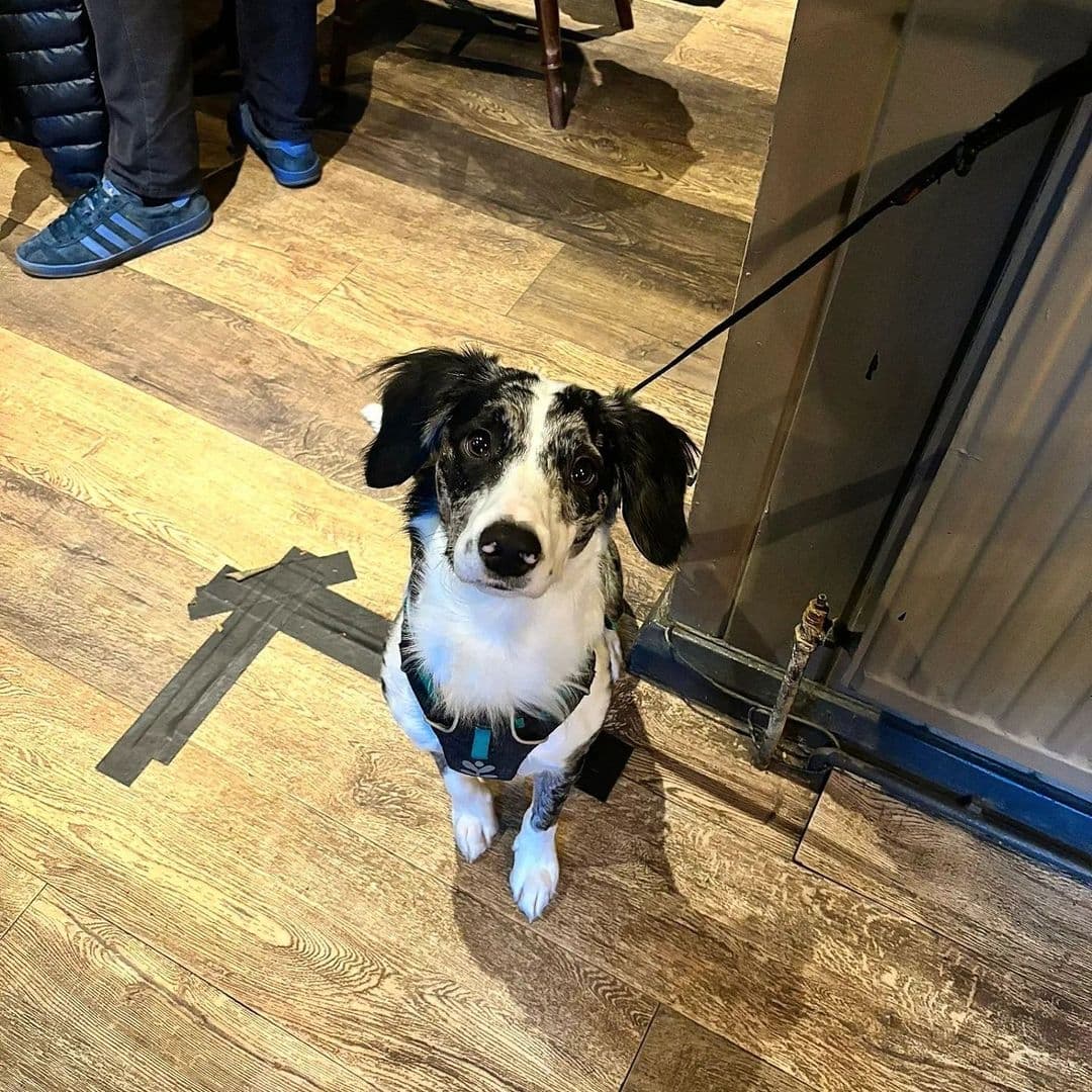 Friendly black and white dog sitting on wooden floor at Regent, looking up with a curious expression.