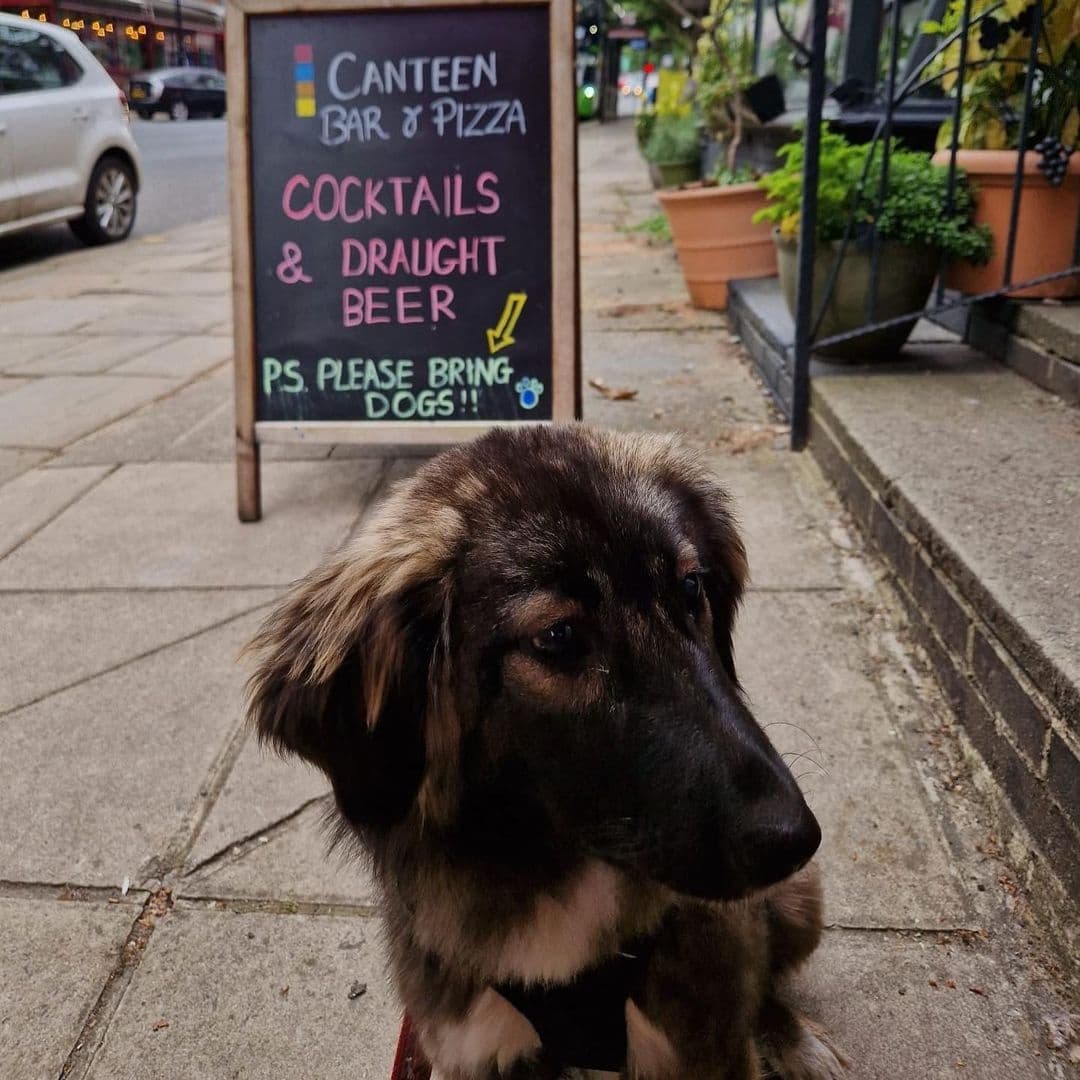 A friendly dog sitting on a sidewalk in front of a signboard for 'Canteen Bar & Pizza' advertising cocktails and draught beer with an invitation for patrons to bring dogs.