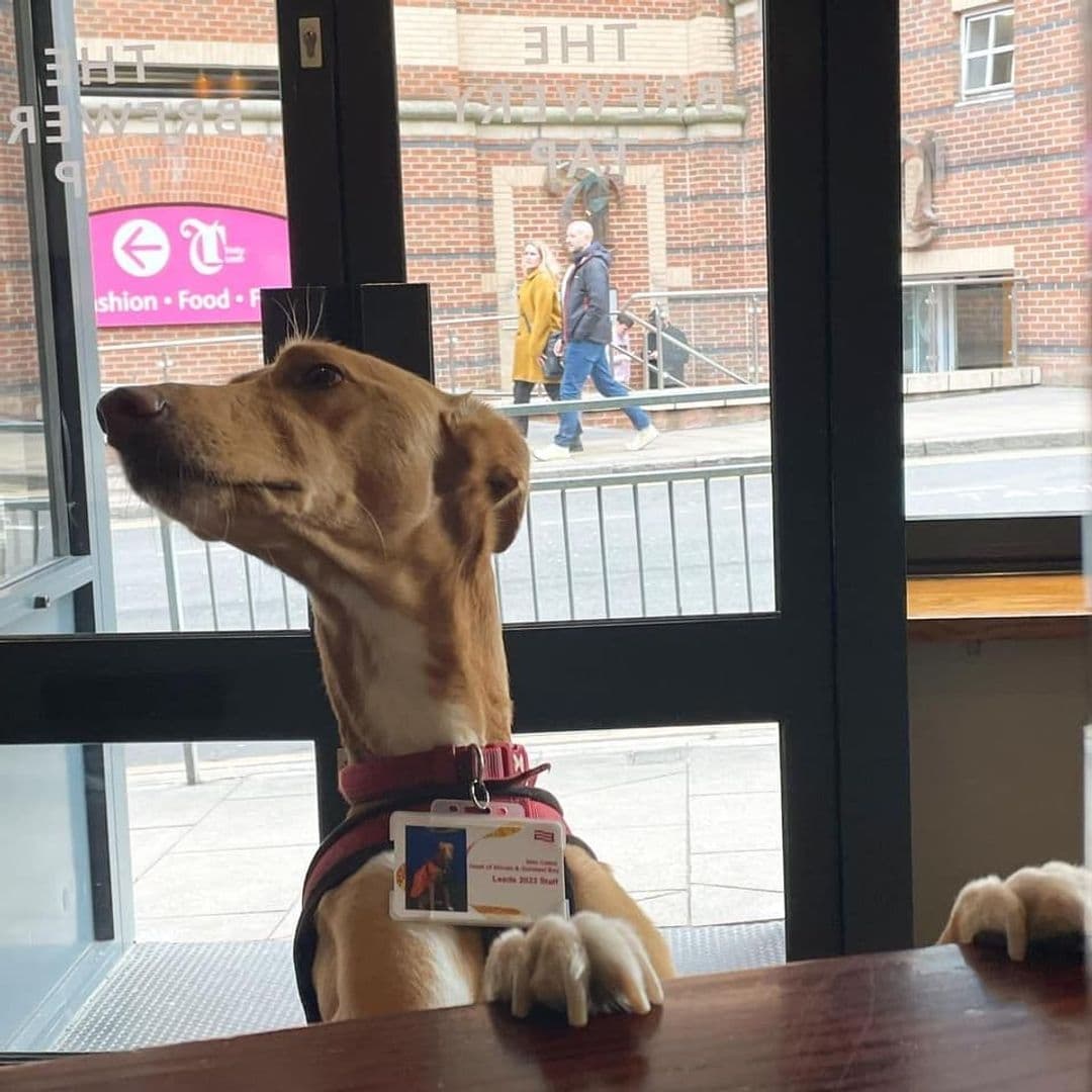 A dog with a badge around its neck sitting at a table inside The Brewery Tap, looking out the window at passing pedestrians.