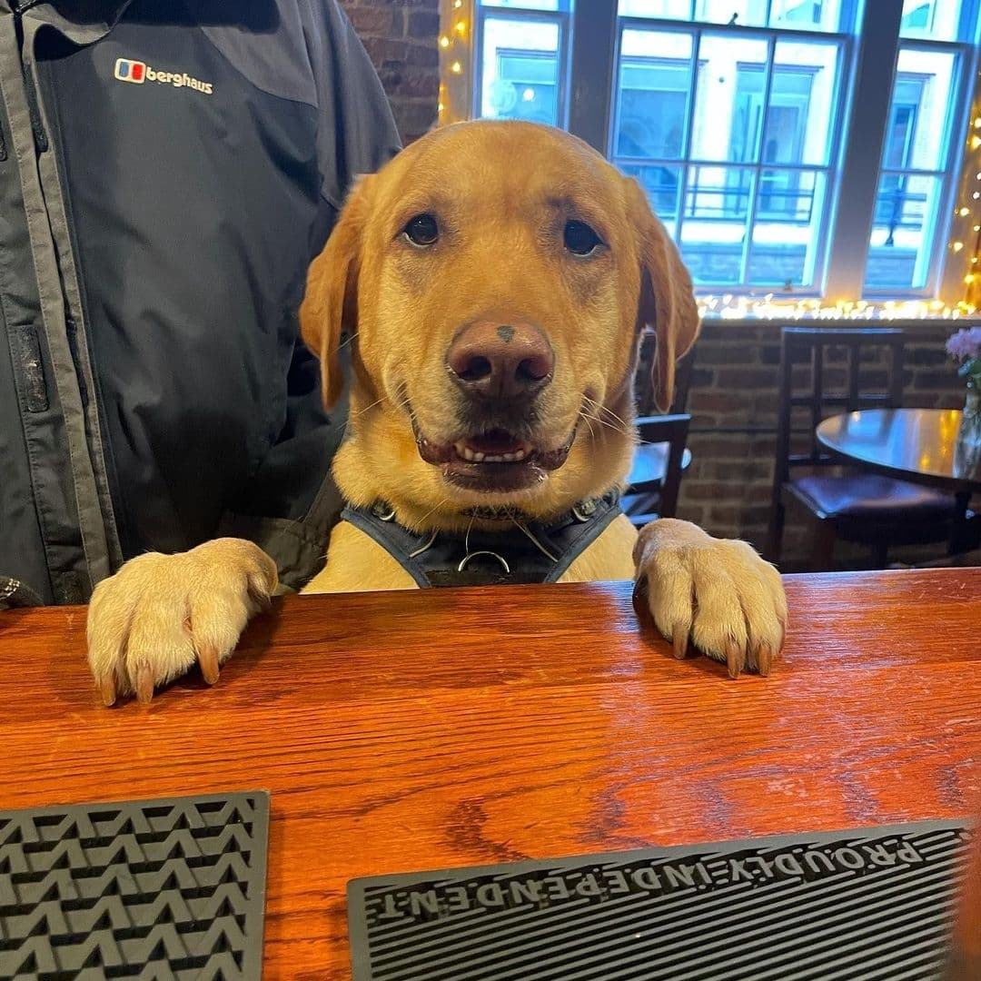 Friendly dog with paws on the bar counter at The Cross Keys, showcasing a pet-friendly atmosphere.