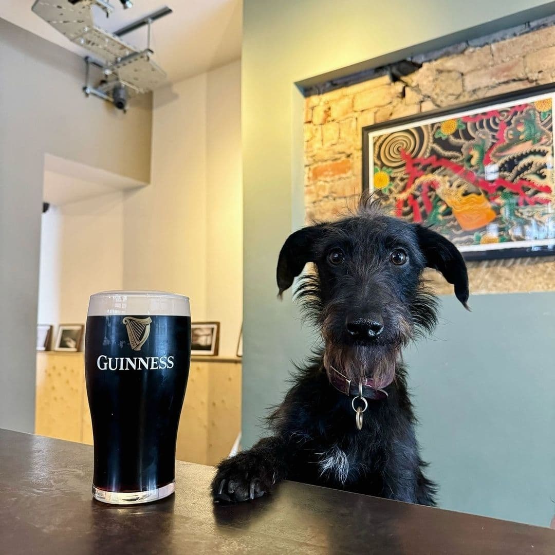A friendly black dog with a collar sitting at a bar next to a pint of Guinness, with artwork on the wall in the background, at The Melbourne.