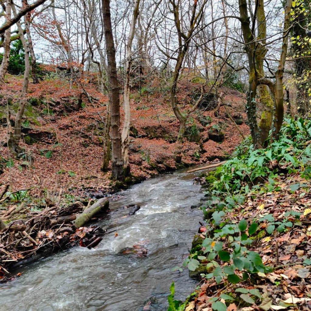 Meanwood Beck in Scotland Wood in autumn along the Meanwood Valley Trail