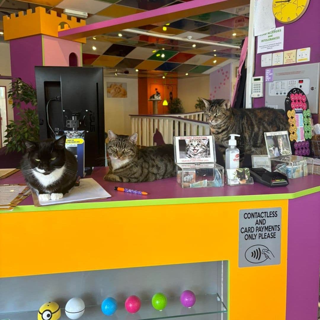 Three cats sitting on the reception counter at Kitty Cafe, with colorful interior decor and a sign promoting contactless and card payments only.