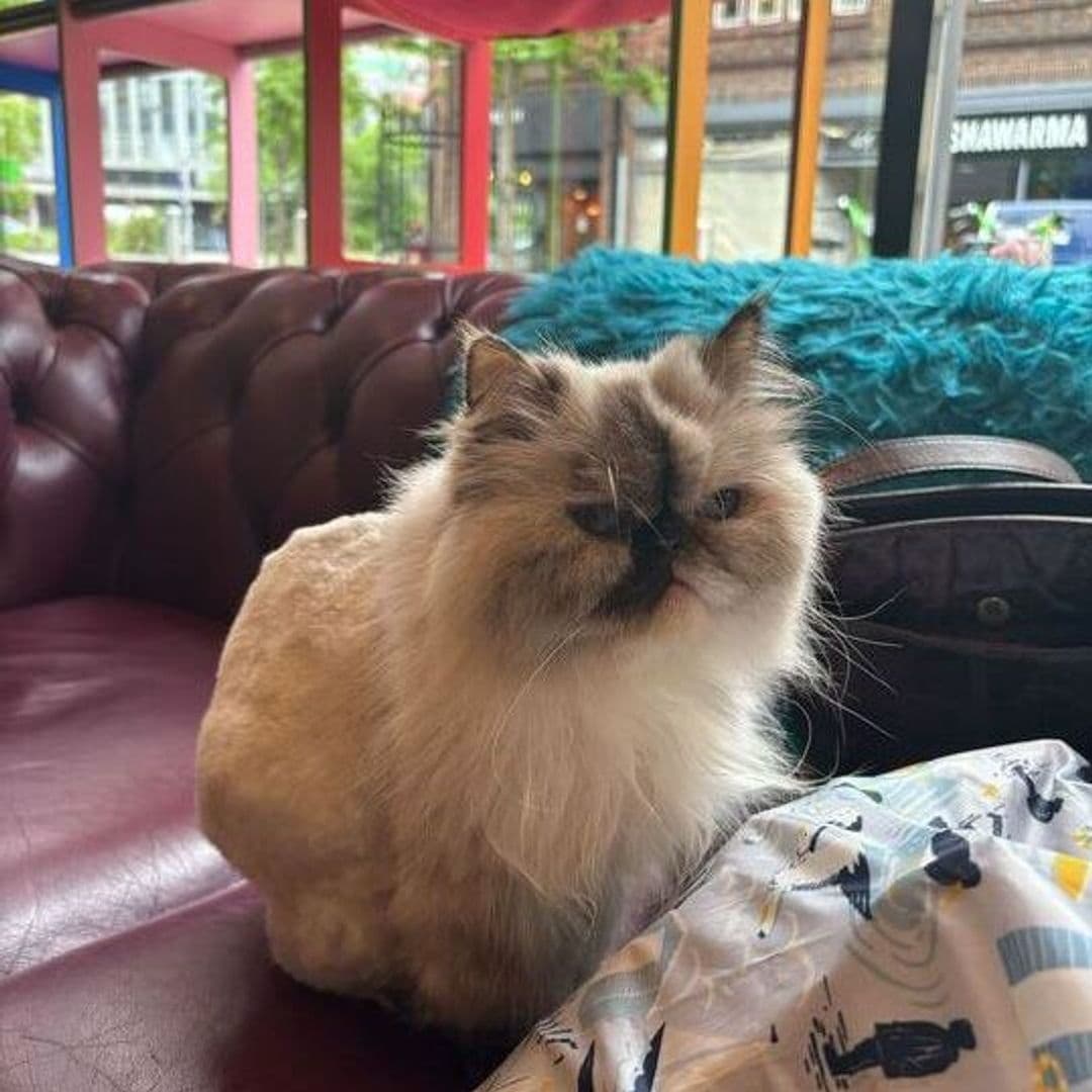 Fluffy Himalayan cat sitting on a brown leather couch inside Kitty Cafe, with colorful interior decor and large windows in the background.