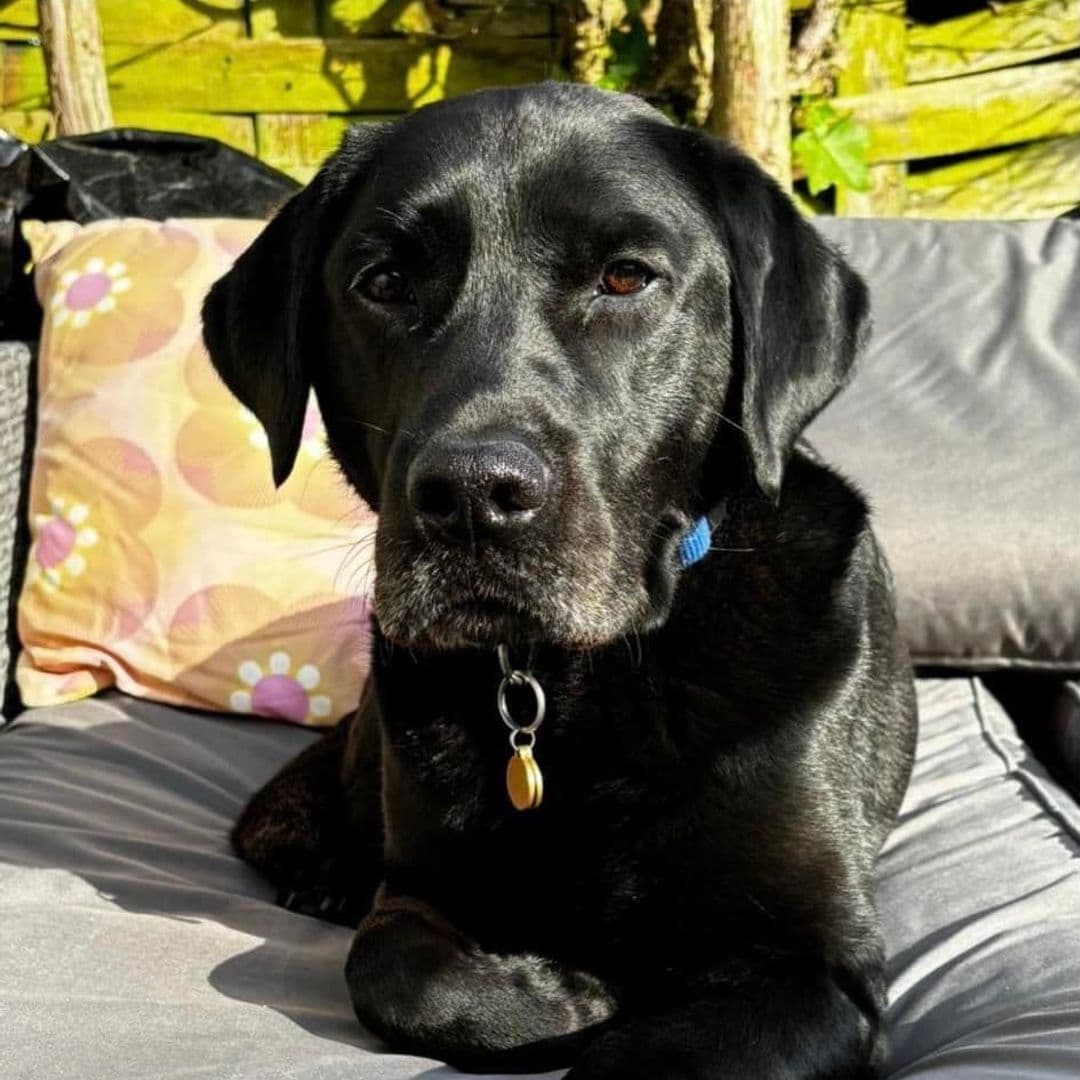 "Black Labrador dog relaxing on a cushioned seat in the sunny outdoor area of the Bankhouse Inn."