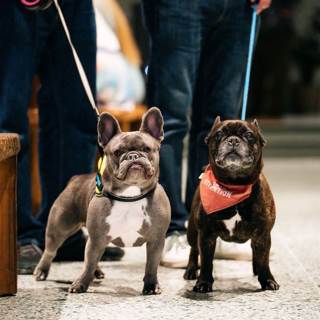 Two French Bulldogs on leashes at Fearns Dock, one with a blue collar and the other wearing a red bandana marked "Attention".