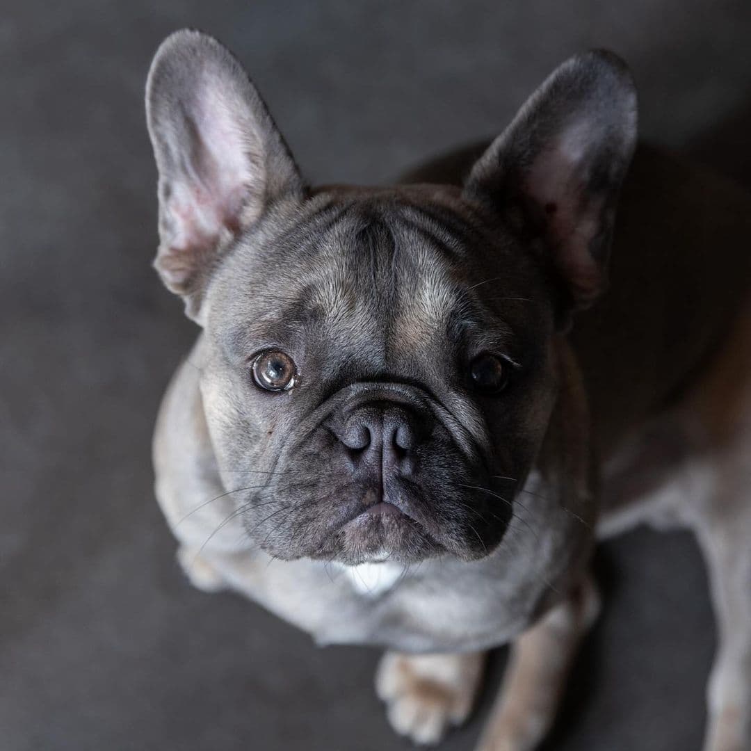 "Adorable French Bulldog with a friendly gaze at Raw Coffee."