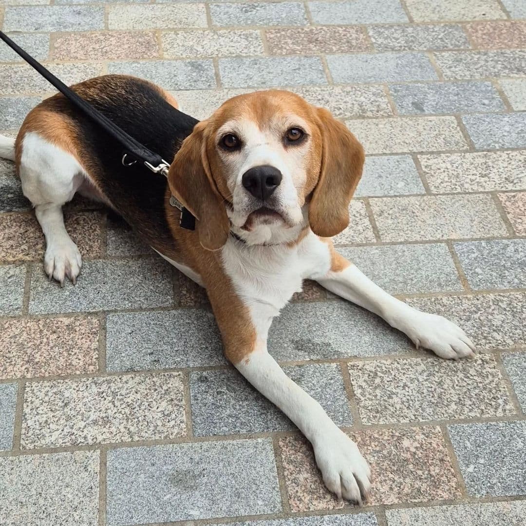 A friendly beagle dog on a leash lying on a paved area at The Tetley.
