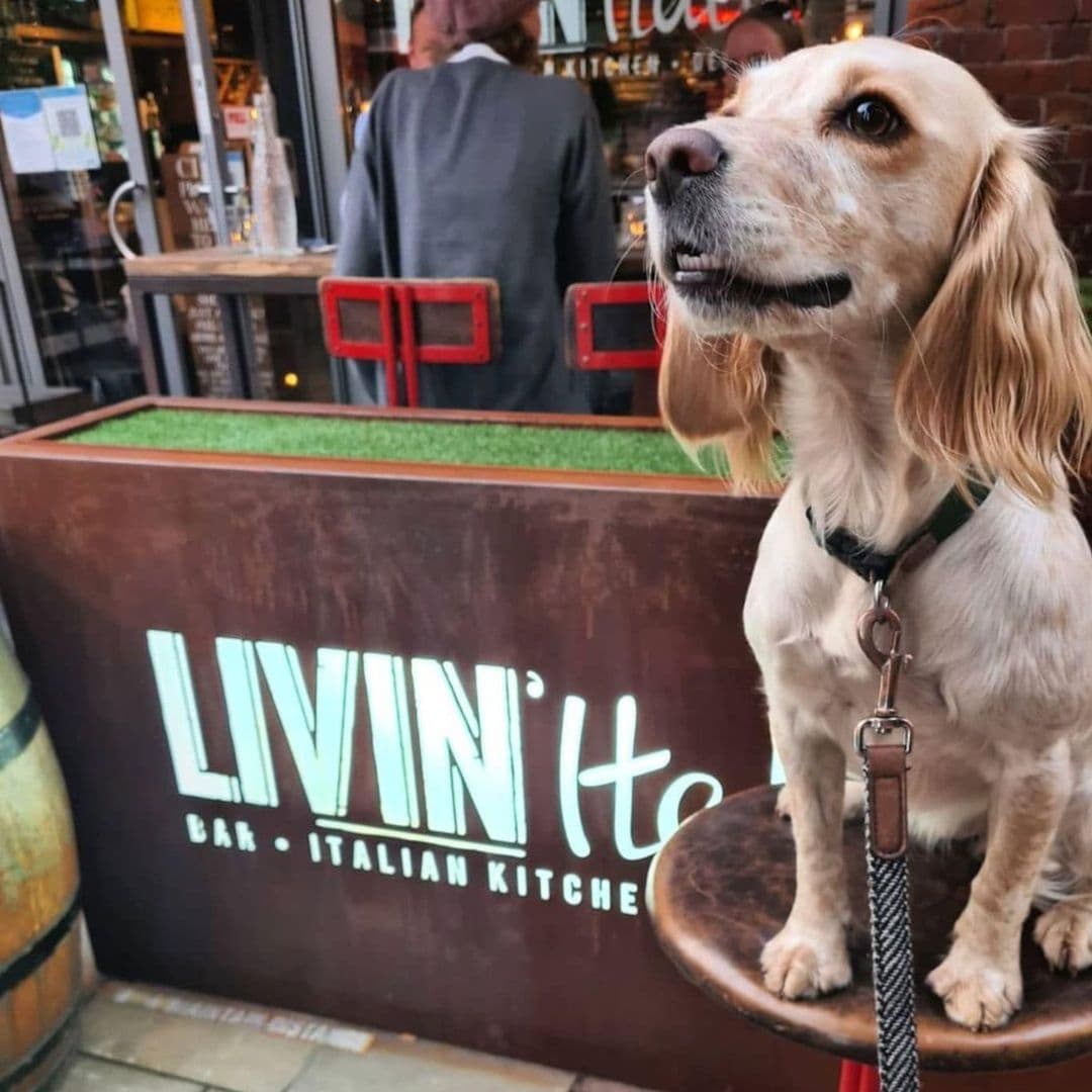 A friendly dog on a leash standing in front of the LIVIN'Italy bar and Italian kitchen, with patrons and the warm ambiance of the establishment visible in the background.