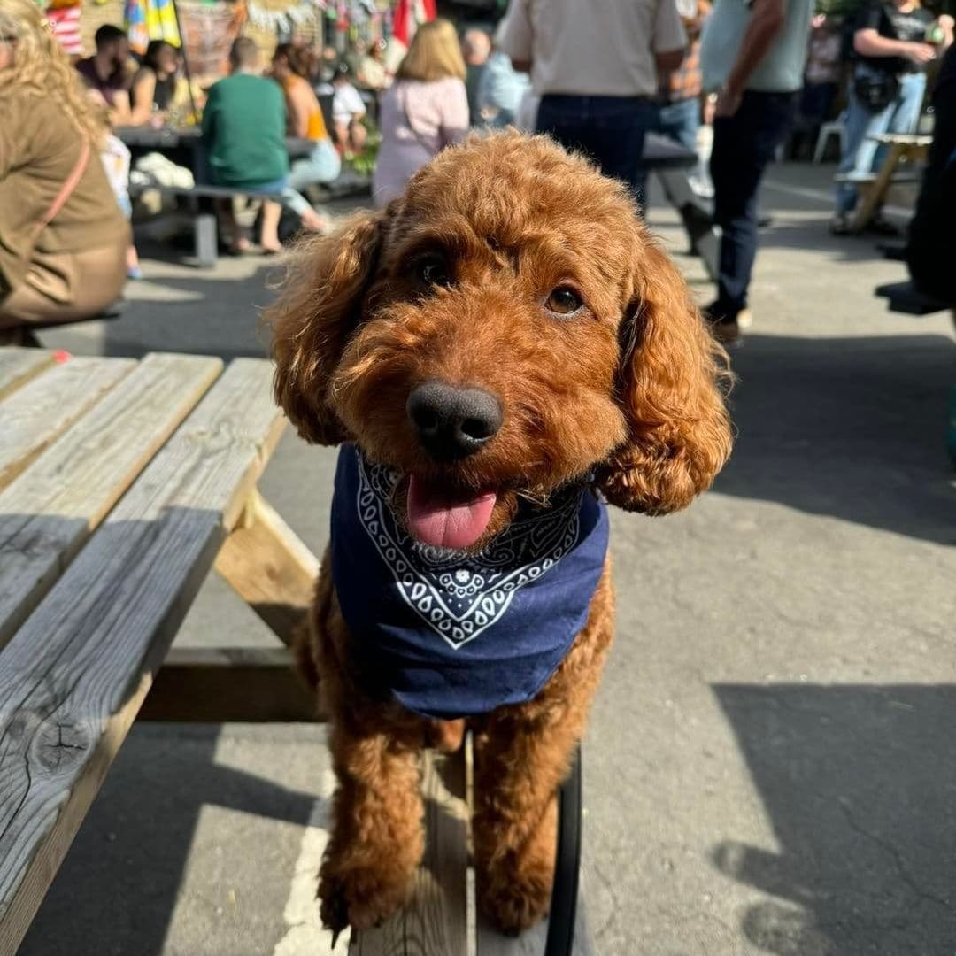 Friendly brown dog with a blue bandana sitting on a bench at The Thornhill, with people and market stalls in the background.