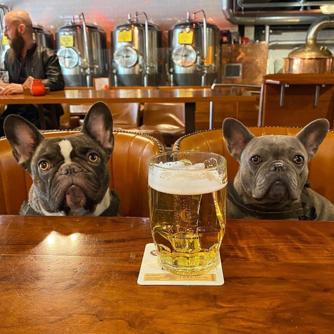 Two French bulldogs sitting at a bar with a pint of beer on the table at Tapped, with stainless steel brewing tanks in the background.
