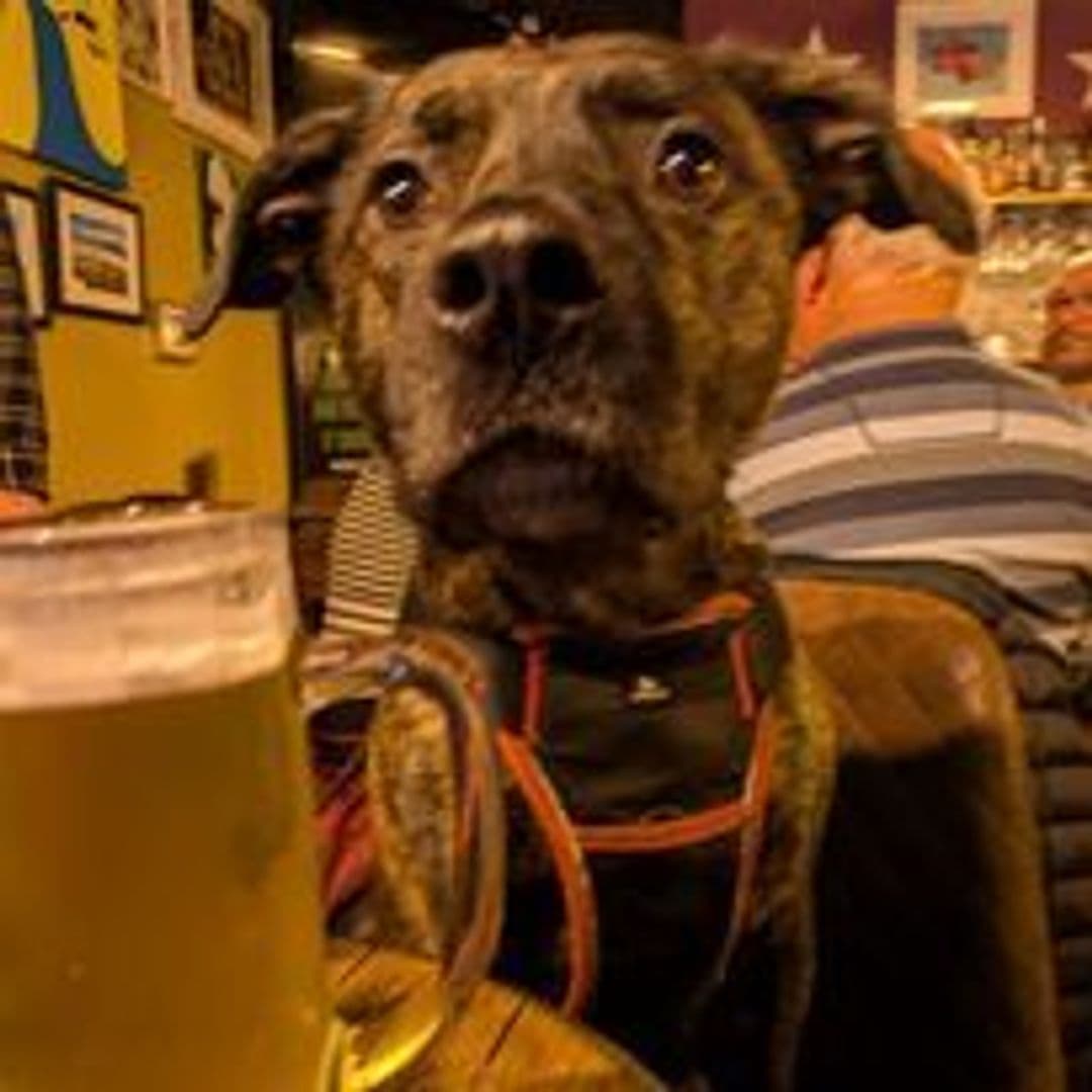"Dog sitting at a bar table with a pint of beer in the foreground at Seven Hills."