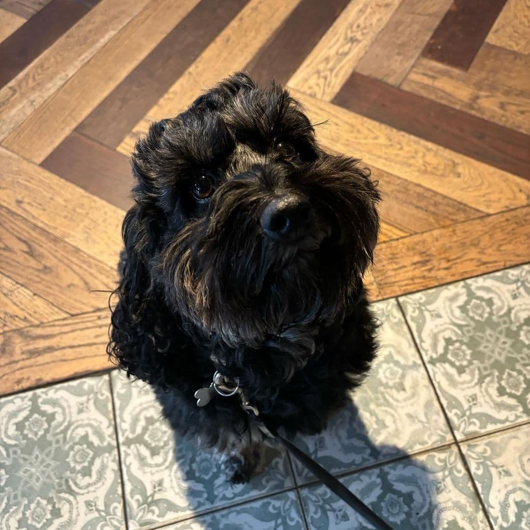 A small black dog with curly fur sits on a patterned floor at the Deer Park Hotel, looking up with an attentive expression.