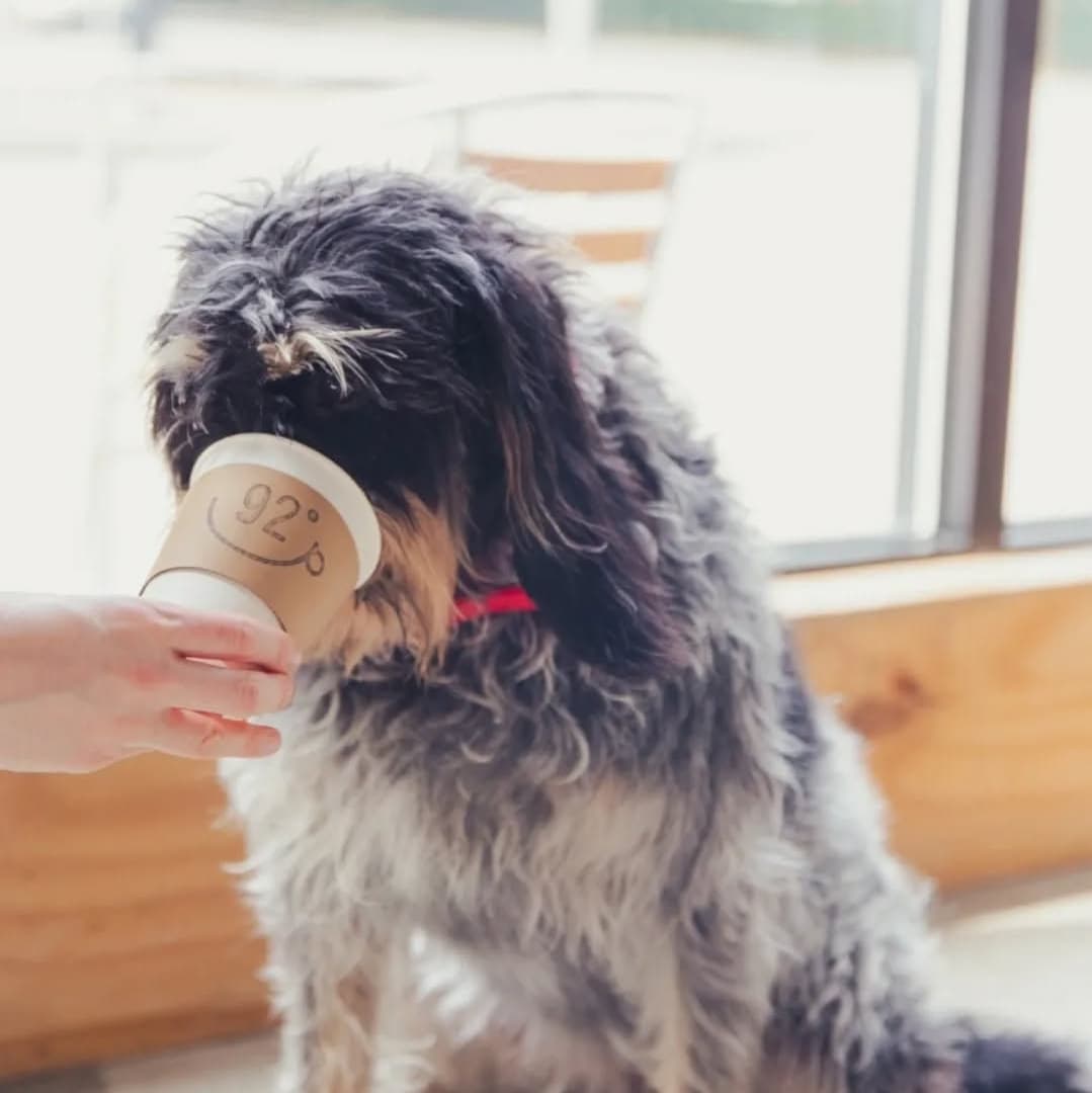 A fluffy dog curiously sniffs a coffee cup held by a person, with a cozy café setting in the background.