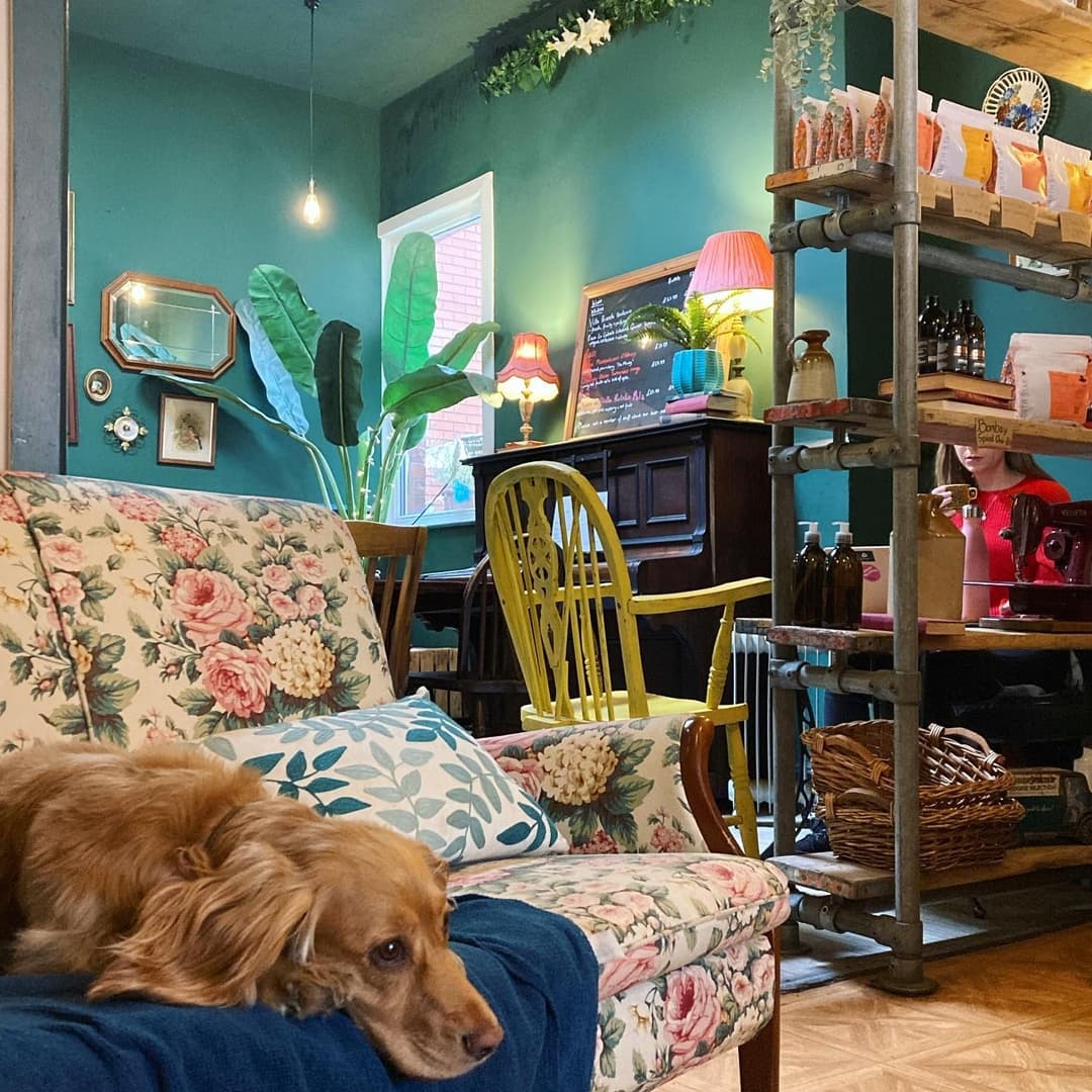 Cozy coffee house interior with floral sofa, a relaxed dog, vibrant green walls, plants, and warm lighting.