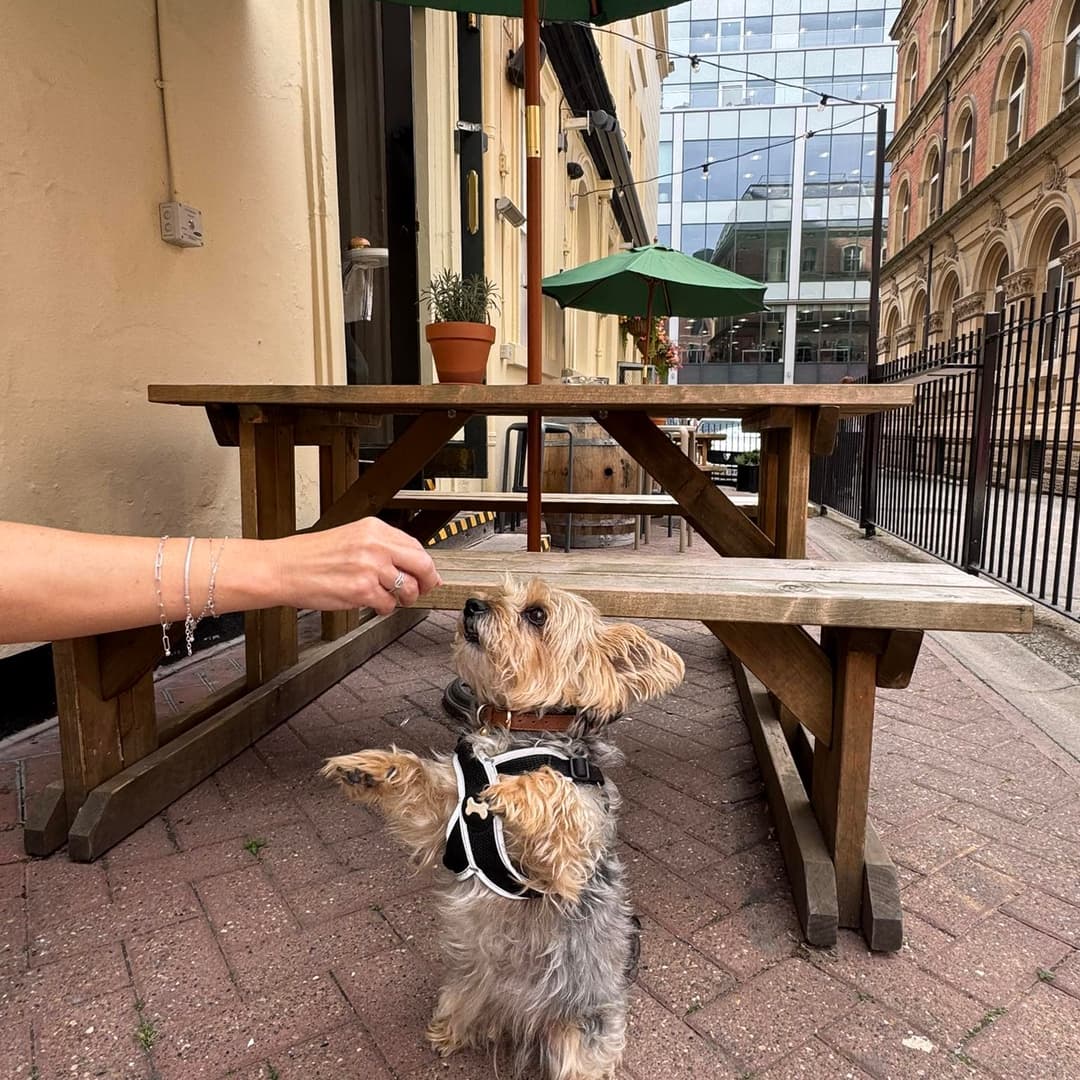A small dog in a harness stands on its hind legs, reaching for a treat near outdoor dining tables under green umbrellas.