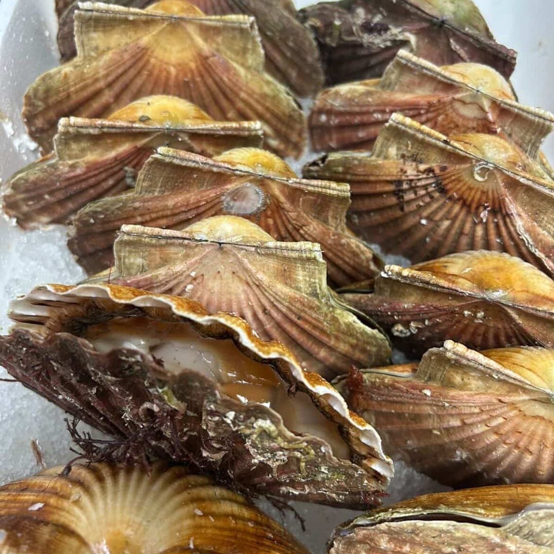 Fresh scallops on ice at Sous Le Nez Leeds
