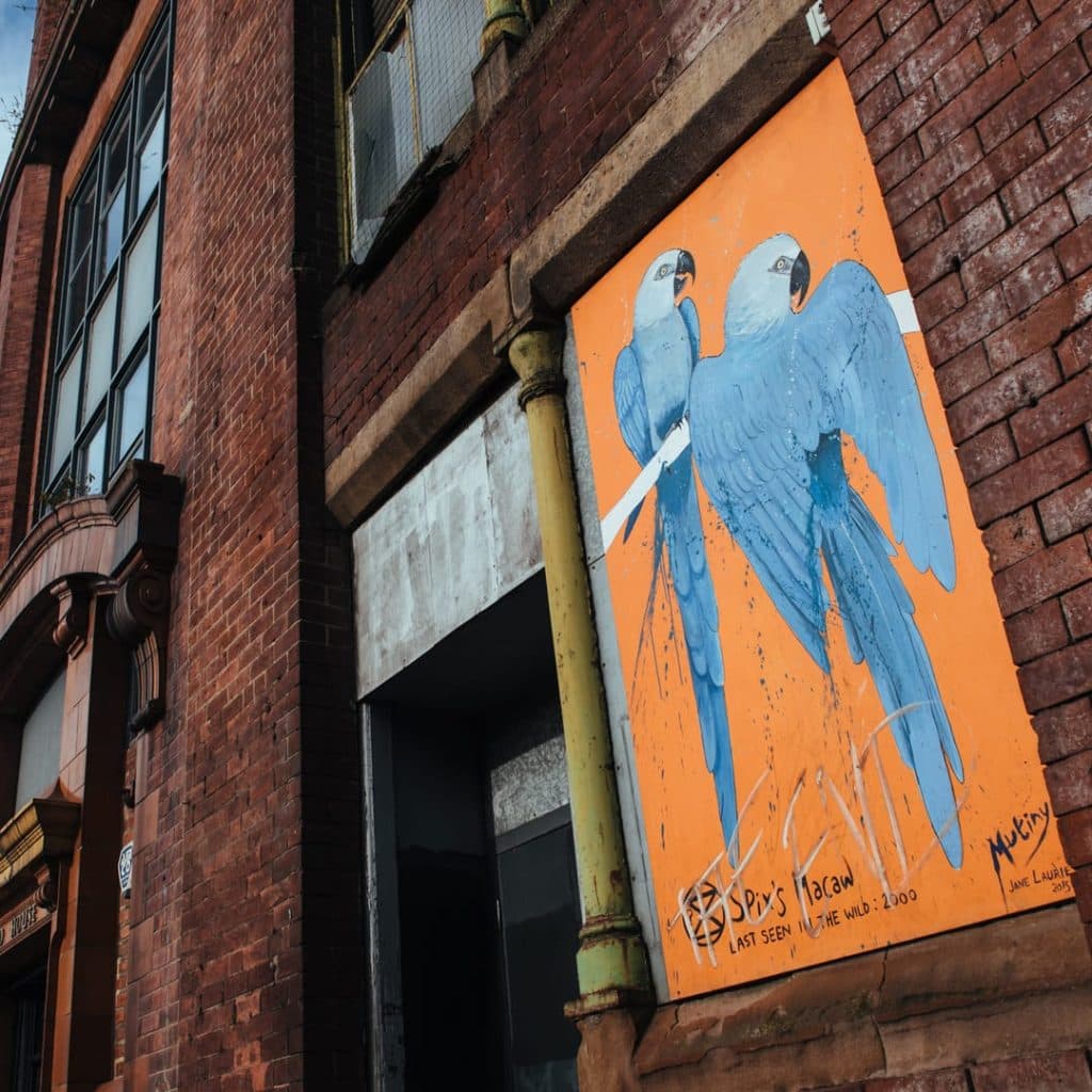 Spix's Macaws mural by Jane Laurie on Munro House, York Street, Leeds — pair of blue parrots painted on a boarded-up window
