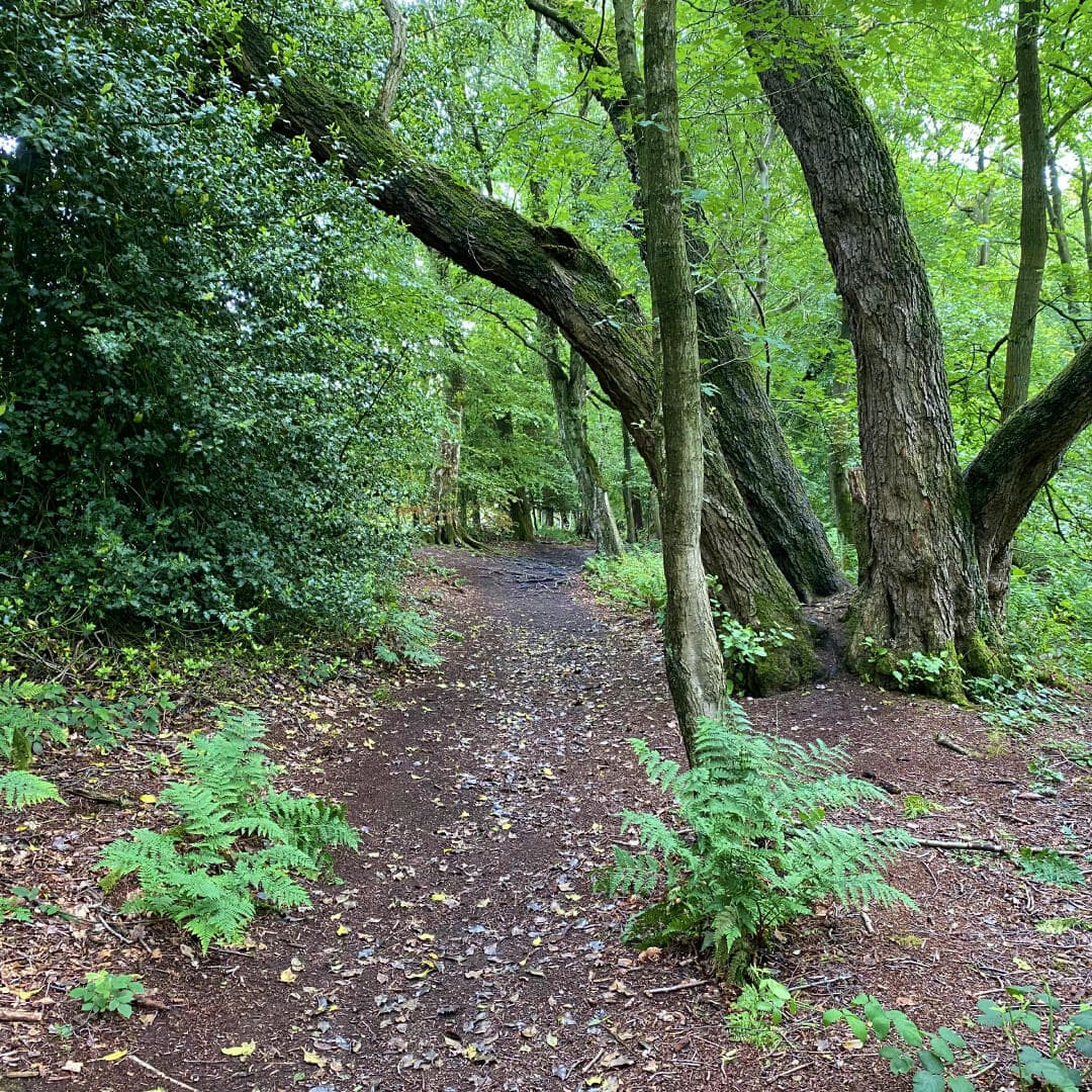 Adel Nature Reserve Footpath Adel Nature Reserve Footpath
