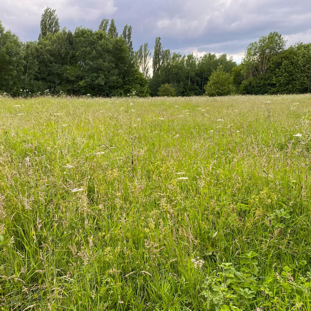 Kirkstall Valley Nature Reserve wild flower meadow Kirkstall Valley Nature Reserve wild flower meadow