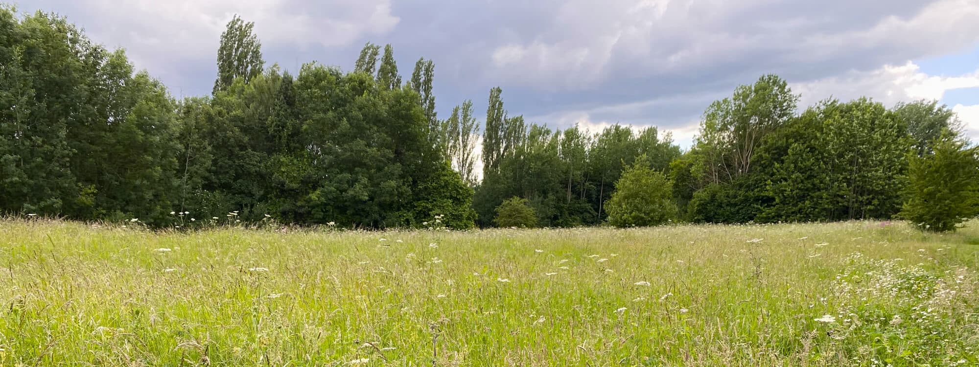 Kirkstall Valley Nature Reserve wild flower meadow