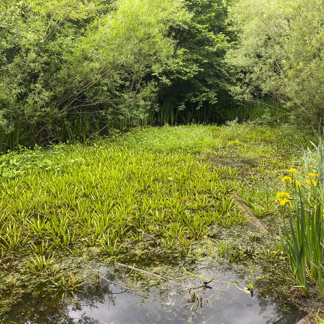 Kirkstall Valley Nature Reserve pond Kirkstall Valley Nature Reserve pond
